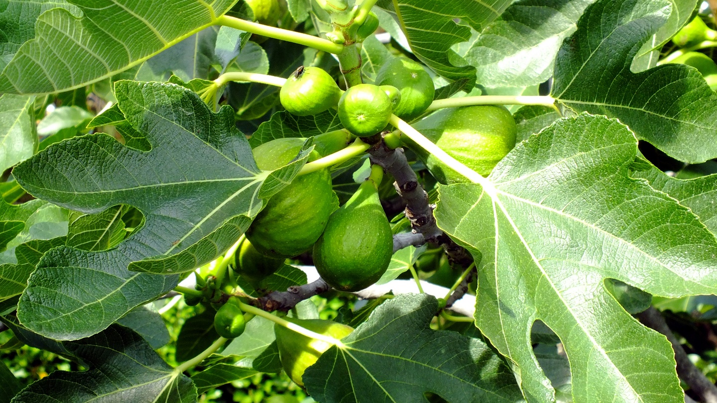 Figl Tree The Fig Tree – U.T.